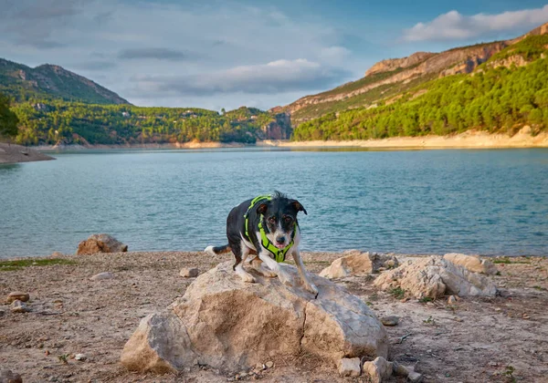 Hermoso Perro Lago Parte Superior Una Piedra Posando Con Cielo — Foto de Stock