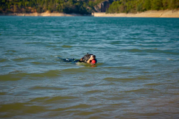 Hermoso Perro Lago Que Sale Del Agua Con Una Pelota — Foto de Stock