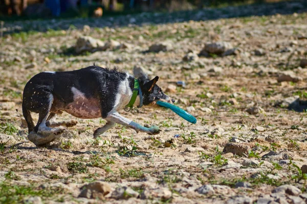 美しい黒と白の犬がフリスビーで緑の牧草地を走り — ストック写真