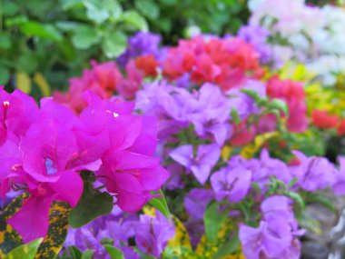 Bahçede çiçek açan güzel çiçekler