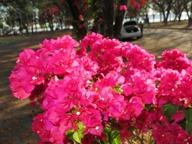 Bahçede çiçek açan güzel çiçekler