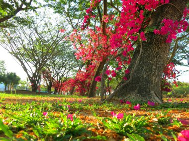 Bahçede çiçek açan güzel çiçekler