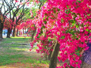 Bahçede çiçek açan güzel çiçekler