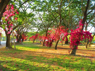 Bahçede çiçek açan güzel çiçekler