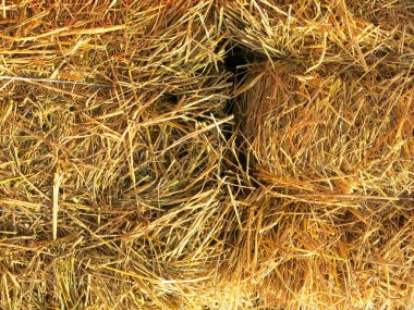 samanların arka planında saman balyaları 