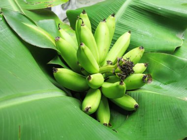 Ağaçta yeşil muzlar, yakın plan.