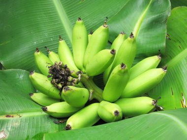 Ağaçta yeşil muzlar, yakın plan.