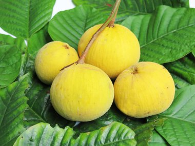 Taze sarı mango meyveleri ağaçta