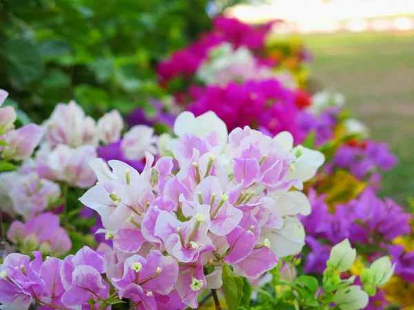 Vackra Blommande Blommor Trädgården — Stockfoto