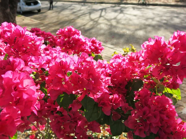 Vackra Blommande Blommor Trädgården — Stockfoto