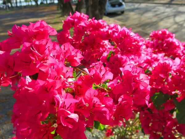 Vackra Blommande Blommor Trädgården — Stockfoto