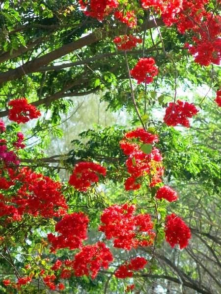 Vackra Blommande Blommor Trädgården — Stockfoto