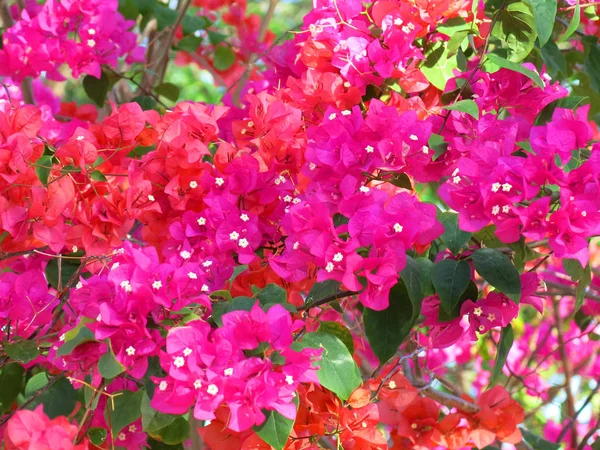 Красивые Цветущие Цветы Саду — стоковое фото
