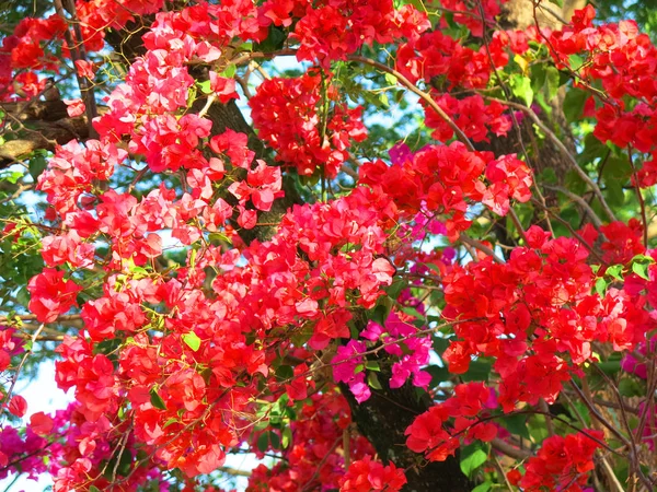 Beautiful Blooming Flowers Garden — Stock Photo, Image