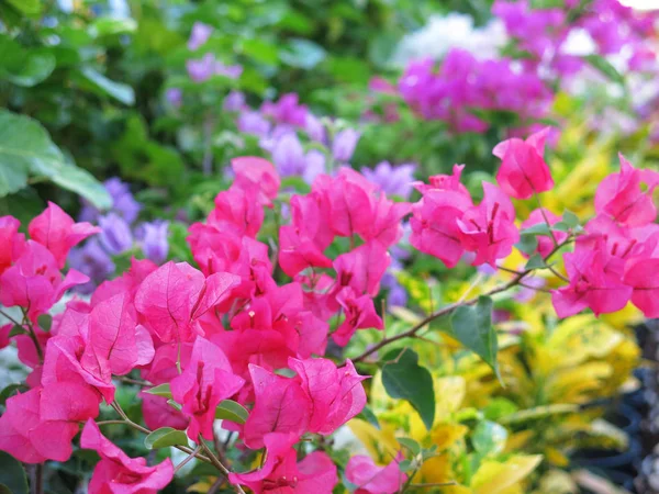 Vackra Blommande Blommor Trädgården — Stockfoto