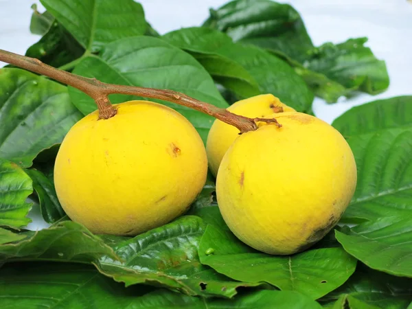 Свежие Спелые Плоды Манго Дереве — стоковое фото