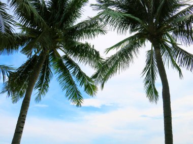 beautiful tropical beach with palm trees on the background of the sea and sky