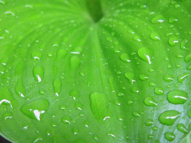 Su yeşil yaprağa damlıyor, yakın plan.