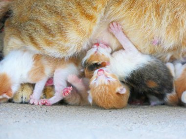 Şirin kedi ve sevimli kedi yavrularının yakın görüntüsü.