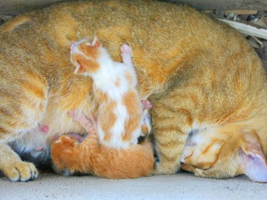 Şirin kedi ve sevimli kedi yavrularının yakın görüntüsü.
