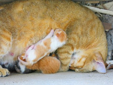 Şirin kedi ve sevimli kedi yavrularının yakın görüntüsü.