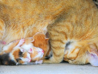 Şirin kedi ve sevimli kedi yavrularının yakın görüntüsü.