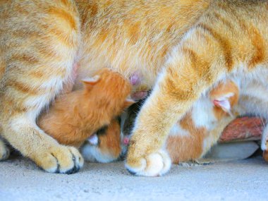 Kedileri ve küçük kedileri sokakta yakın çekimde görmek