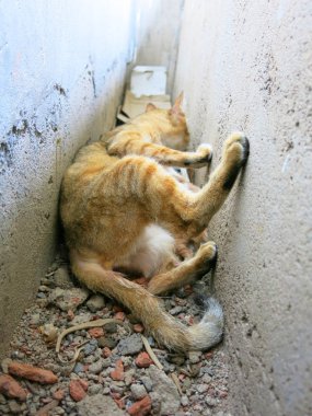 Kedileri ve küçük kedileri sokakta yakın çekimde görmek