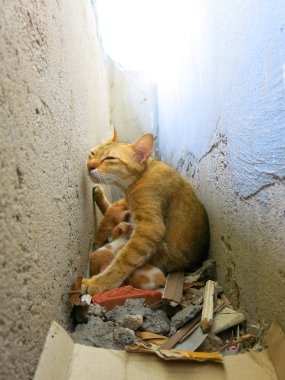 Kedileri ve küçük kedileri sokakta yakın çekimde görmek