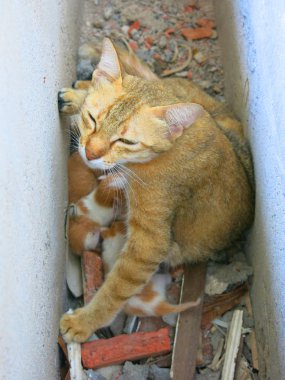 Kedileri ve küçük kedileri sokakta yakın çekimde görmek