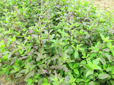 Bahçedeki taze yeşil bitkilerin yakın görüntüsü 