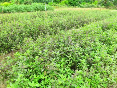 Bahçedeki taze yeşil bitkilerin yakın görüntüsü 