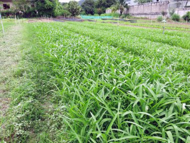 Sabah yeşil pirinç tarlası