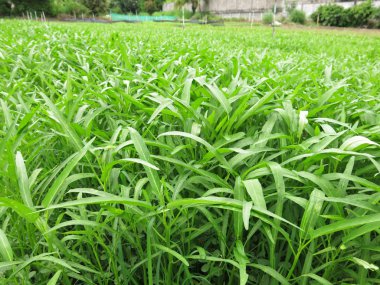 Bahçedeki taze yeşil bitkilerin yakın görüntüsü 