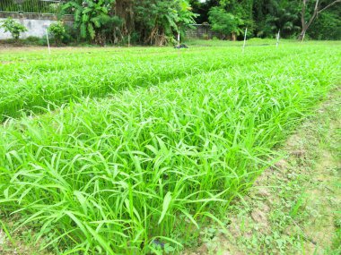 Bahçedeki taze yeşil bitkilerin yakın görüntüsü 