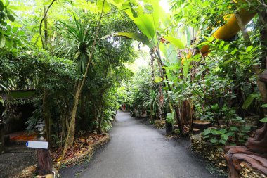 Ormandaki güzel tropikal bahçe 