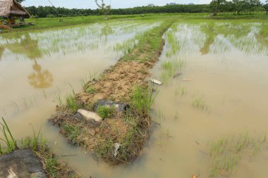Kırsalda pirinç tarlası