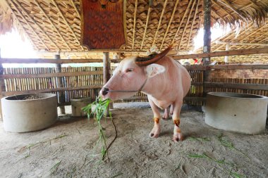 Genç ve güzel bir inek çiftlikte