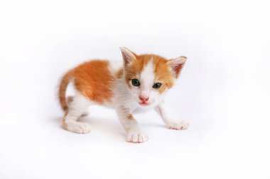 Beyaz arka planda sevimli küçük kedi yavrusu 