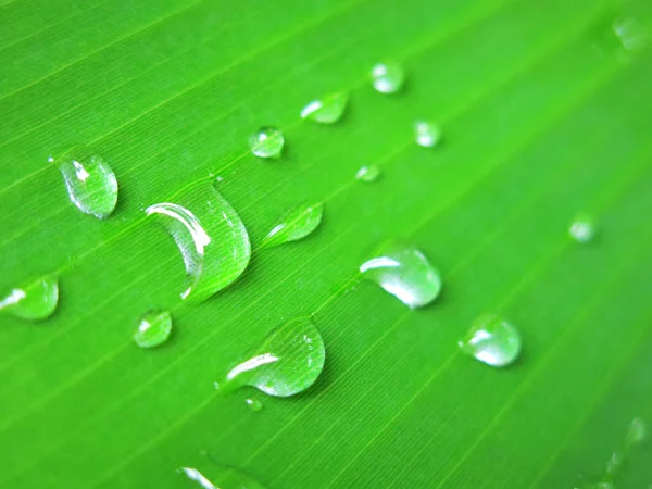 Kapky Vody Zelený List Detailní Záběr — Stock fotografie