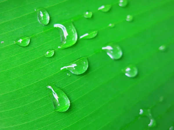 Капли Воды Зеленый Лист Крупным Планом — стоковое фото