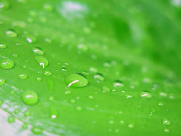 Kapky Vody Zelený List Detailní Záběr — Stock fotografie