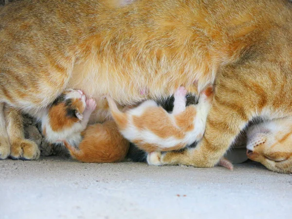 Close View Cute Cat Adorable Little Kittens — Fotografia de Stock