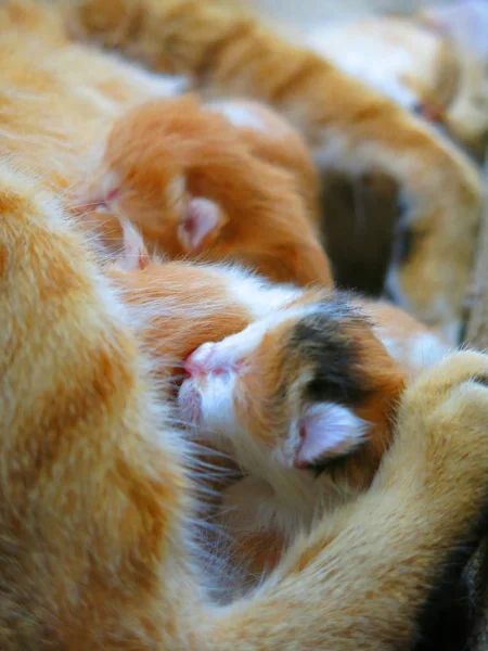 Nahaufnahme Von Niedlichen Katzen Und Entzückenden Kleinen Kätzchen — Stockfoto