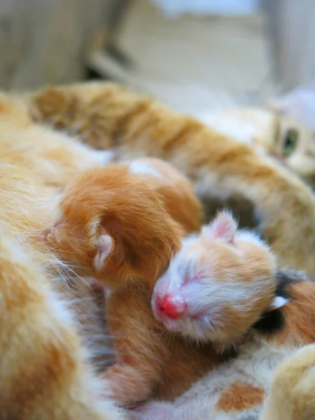 Close View Cat Little Kittens Street — Zdjęcie stockowe