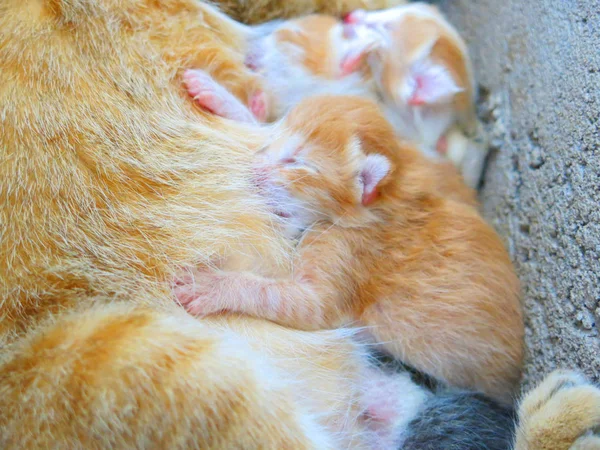 Nahaufnahme Von Katze Und Kleinen Kätzchen Auf Der Straße — Stockfoto