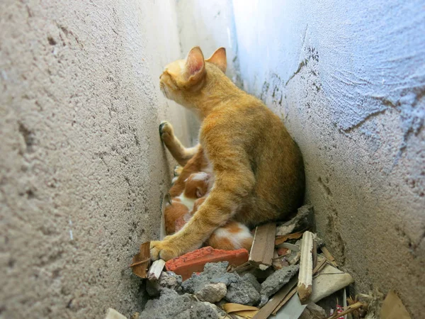close-up view of cat and little kittens on street
