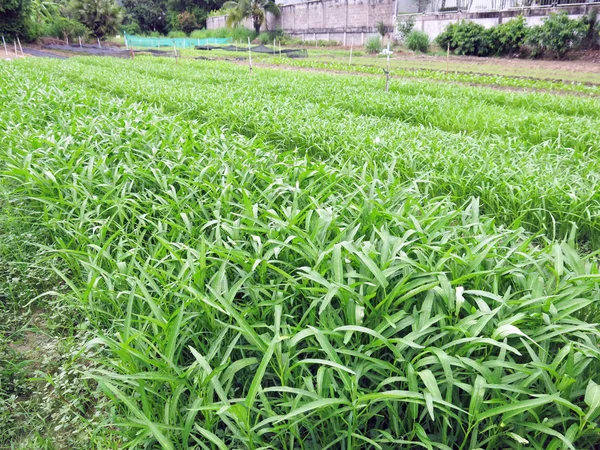 Close View Fresh Green Plants Garden — Stok Foto