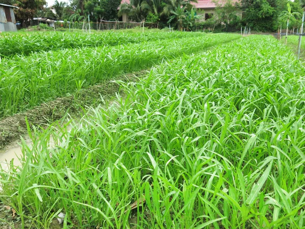 Close View Fresh Green Plants Garden — Stok Foto