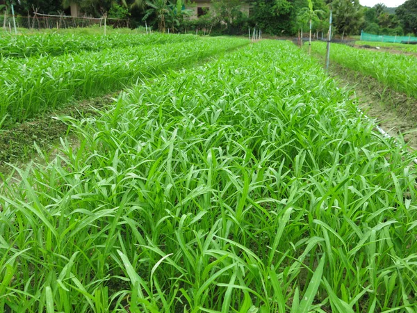 Close View Fresh Green Plants Garden — Stok Foto